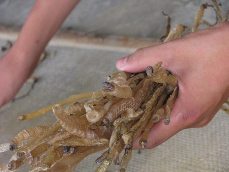 Học trò Gò Hí vào mùa đào trùn mưu sinh - 4