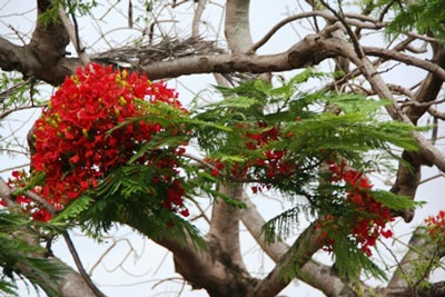 Đắm chìm trong sắc màu mùa hạ - 2 Đắm chìm trong sắc màu mùa hạ - 2