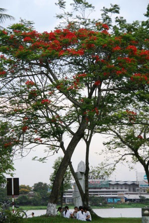 Đắm chìm trong sắc màu mùa hạ - 1 Đắm chìm trong sắc màu mùa hạ - 1