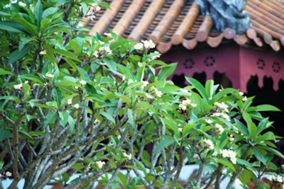 Đắm chìm trong sắc màu mùa hạ - 10 Đắm chìm trong sắc màu mùa hạ - 10