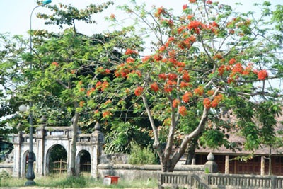 Đắm chìm trong sắc màu mùa hạ - 3 Đắm chìm trong sắc màu mùa hạ - 3