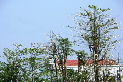 Đắm chìm trong sắc màu mùa hạ - 8 Đắm chìm trong sắc màu mùa hạ - 8