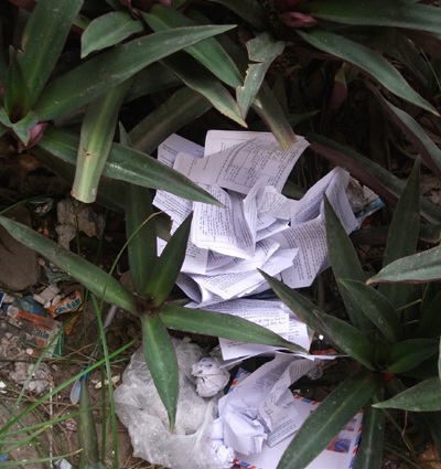 Phao thi trắng sân trường    - 6