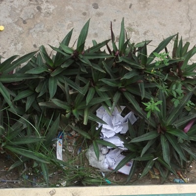 Phao thi trắng sân trường    - 4