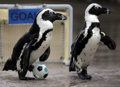 Chim cánh cụt trình diễn khả năng chơi đá bóng tài tình - 3
