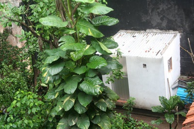 “Số phận” nhà vườn cổ phụ thuộc vào... Thành phố - 2 “Số phận” nhà vườn cổ phụ thuộc vào... Thành phố - 2