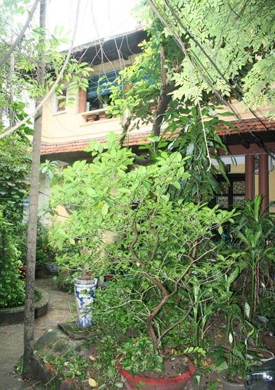 “Số phận” nhà vườn cổ phụ thuộc vào... Thành phố - 1 “Số phận” nhà vườn cổ phụ thuộc vào... Thành phố - 1