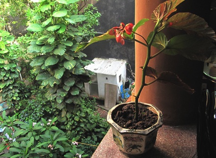 Gìn giữ nhà vườn cổ quý nhất Hà Nội - 13