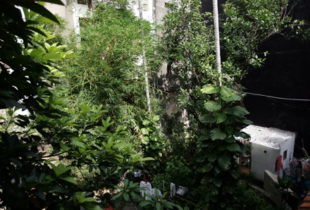 Gìn giữ nhà vườn cổ quý nhất Hà Nội - 5