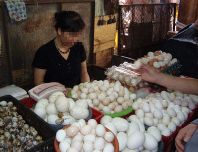 Trứng gà có kháng thể ngừa cúm A/H5N1 - 1