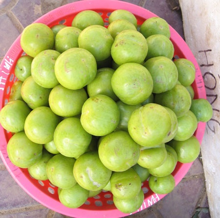 Lào Cai: Mận Bắc Hà được mùa trúng giá - 3