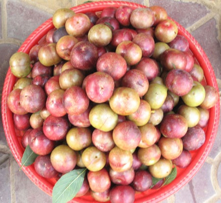 Lào Cai: Mận Bắc Hà được mùa trúng giá - 4