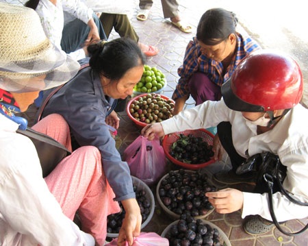 Lào Cai: Mận Bắc Hà được mùa trúng giá - 1