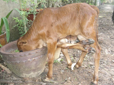 Đổ xô đi xem bê 6 chân - 2 Đổ xô đi xem bê 6 chân - 2