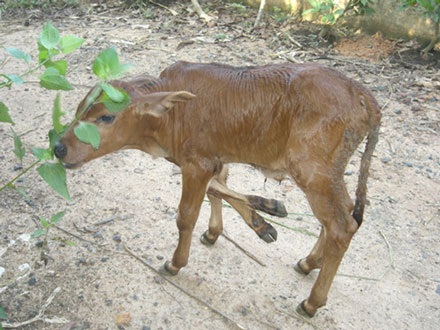 Đổ xô đi xem bê 6 chân - 1 Đổ xô đi xem bê 6 chân - 1