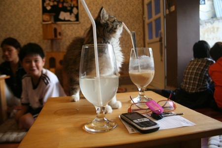 “Cafe mèo” - 8