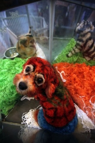 Trung Quốc sốt “chó biến hình” - 1