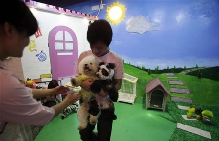 Chiêm ngưỡng "chó biến hình" ở Trung Quốc - 8