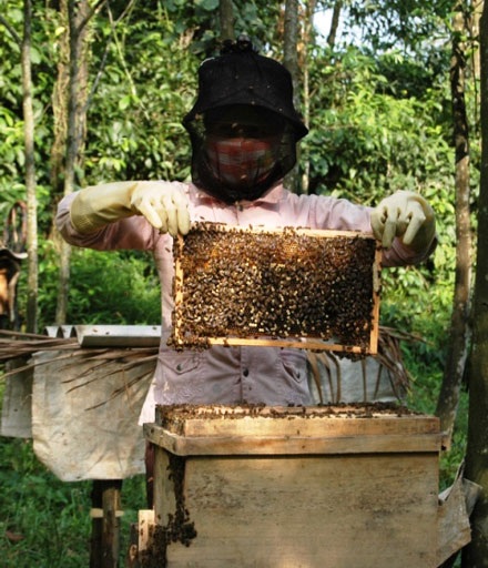 Con ong cứu rừng - 1