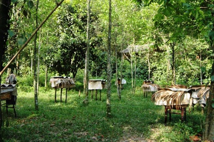 Con ong cứu rừng - 2