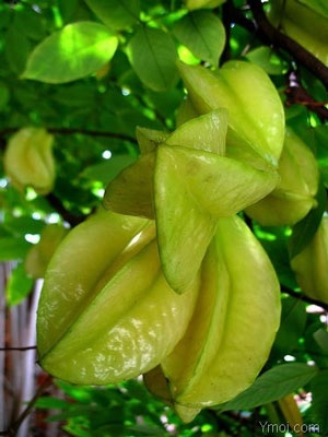Chữa nhiệt miệng mùa nắng nóng - 2 Chữa nhiệt miệng mùa nắng nóng - 2