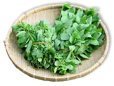 Chữa nhiệt miệng mùa nắng nóng - 3 Chữa nhiệt miệng mùa nắng nóng - 3