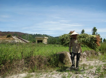 Có trạm bơm 2 tỷ đồng, 500 ha lúa vẫn khát  - 1 Có trạm bơm 2 tỷ đồng, 500 ha lúa vẫn khát  - 1