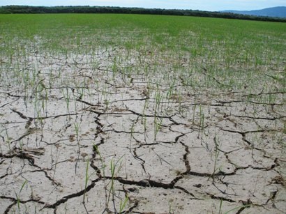 Nắng nóng khắc nghiệt, đau đầu chống hạn - 3