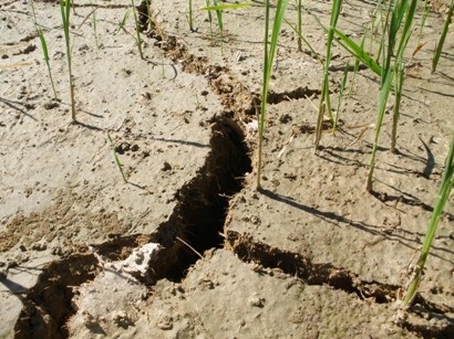 Nắng nóng khắc nghiệt, đau đầu chống hạn - 2