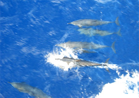 Thích thú xem cá heo “đồng diễn” trên biển Đông - 1