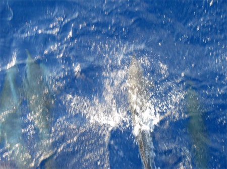 Thích thú xem cá heo “đồng diễn” trên biển Đông - 7