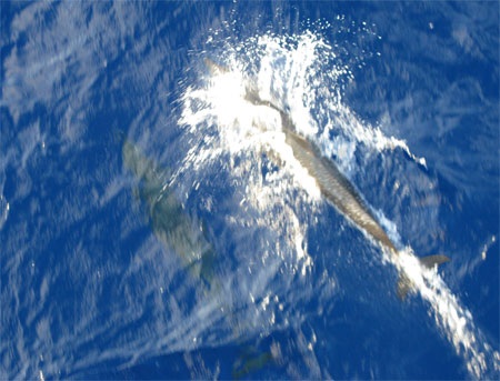 Thích thú xem cá heo “đồng diễn” trên biển Đông - 6