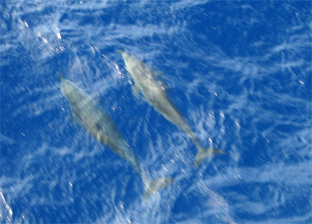 Thích thú xem cá heo “đồng diễn” trên biển Đông - 3