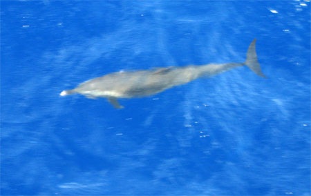 Thích thú xem cá heo “đồng diễn” trên biển Đông - 2