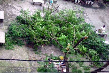 Cành phượng bất ngờ đổ gục giữa khu tập thể - 1