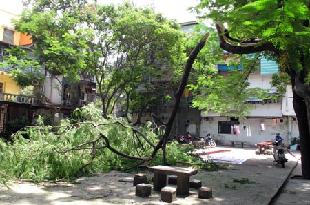 Cành phượng bất ngờ đổ gục giữa khu tập thể - 2