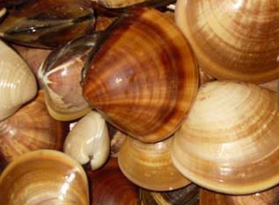 Vị thuốc, bài thuốc từ dư phẩm hải sản - 4 Vị thuốc, bài thuốc từ dư phẩm hải sản - 4