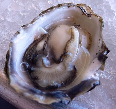 Vị thuốc, bài thuốc từ dư phẩm hải sản - 3 Vị thuốc, bài thuốc từ dư phẩm hải sản - 3