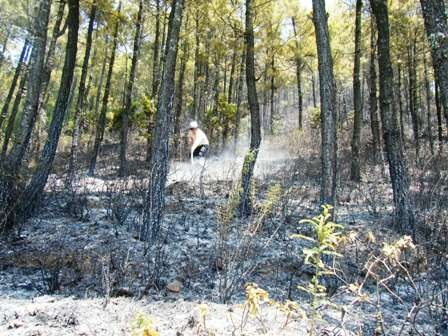 Cận cảnh vụ cháy rừng thông trên núi Ngự Bình  - 2