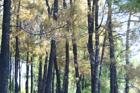 Cận cảnh vụ cháy rừng thông trên núi Ngự Bình  - 8