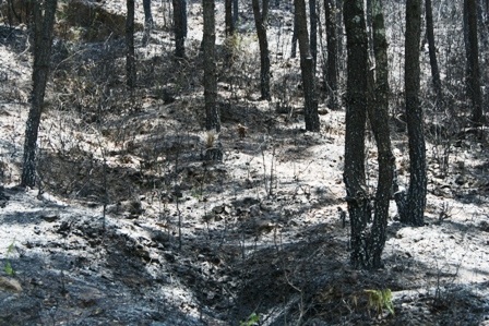 Cận cảnh vụ cháy rừng thông trên núi Ngự Bình  - 9