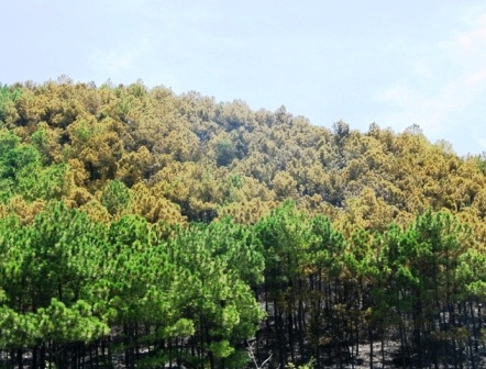 Cận cảnh vụ cháy rừng thông trên núi Ngự Bình  - 10