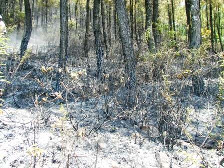 Cận cảnh vụ cháy rừng thông trên núi Ngự Bình  - 5