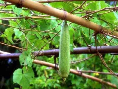 Cách làm trắng da mới từ thực phẩm - 3 Cách làm trắng da mới từ thực phẩm - 3