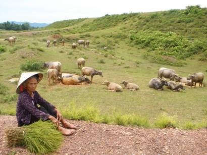 Cụ bà 87 tuổi “chỉ huy” mấy chục con trâu - 1