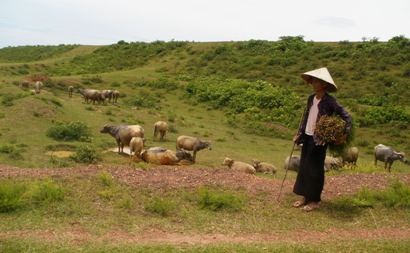 Cụ bà 87 tuổi “chỉ huy” mấy chục con trâu - 2