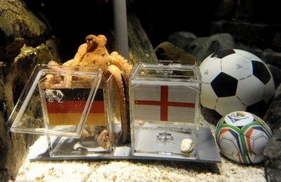 Bạch tuộc dự đoán chính xác kết quả World Cup - 1 Bạch tuộc dự đoán chính xác kết quả World Cup - 1