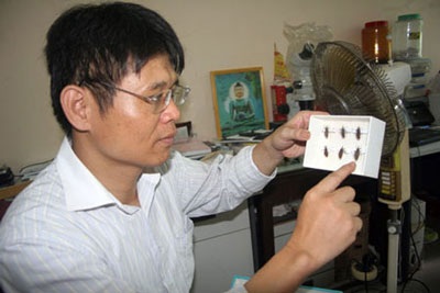 Hà Nội: Xuất hiện bọ xít hút máu người - 2 Hà Nội: Xuất hiện bọ xít hút máu người - 2