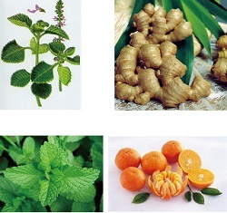 Eugintol Fresh - Giải pháp hữu hiệu cho mọi cơn ho - 1 Eugintol Fresh - Giải pháp hữu hiệu cho mọi cơn ho - 1
