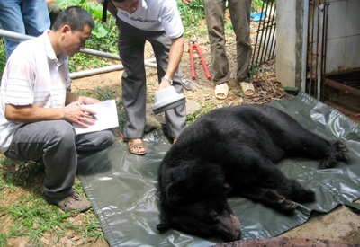 Tự nguyện bàn giao 5 con gấu về vườn quốc gia Tam Đảo - 1